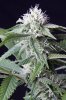 cannabis-timewreck5-2272.jpg