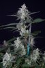 cannabis-timewreck2-d48-2478.jpg