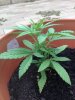 small plant1.jpg small plant1.jpg