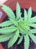small plant 3.jpg small plant 3.jpg