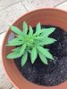 small plant 2.jpg small plant 2.jpg