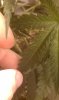IMAG0249.jpg