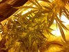 IMG_20120326_133252.jpg
