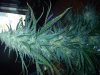 IMG_20120326_134828.jpg
