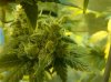 nug1.jpg
