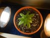 DSCN0688.jpg