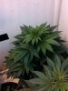 IMG_20120326_174637.jpg