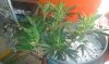 SOURDIESEL.jpg