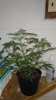 DSCN1173.jpg