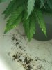 3-27-2012 grow1.jpg
