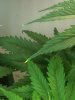 3-27-2012 grow2.jpg 3-27-2012 grow2.jpg