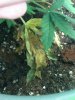 3-27-2012 grow3.jpg