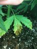 3-27-2012 grow 4.jpg