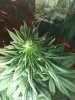 3-27-2012 grow7.jpg 3-27-2012 grow7.jpg