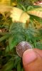 Secondary Buds1.jpg Secondary Buds1.jpg