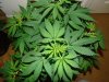 G13 BG Veg End.jpg
