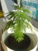 plant11.jpg