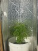 plant12.jpg