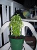 plant13.jpg