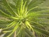pot 014.jpg