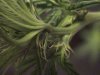 pot 015.jpg