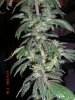 3 Sisters 091.jpg