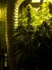 420 464 (Large).jpg