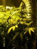 420 465 (Large).jpg