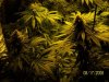 420 480 (Large).jpg