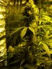 420 487 (Large).jpg