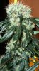 cl_2_8_17_2008_5.jpg