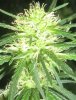 a13buds2.jpg a13buds2.jpg