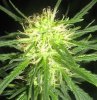 a13buds3.jpg a13buds3.jpg