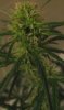 a13buds7.jpg a13buds7.jpg