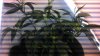 IMAG0239.jpg