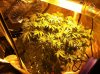 Flower Day 1 (6).jpg