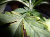 bushidobrown-320283-albums-wberry-picture2096932-hindu-kushxskunk-no-1-x.jpg