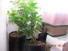 DSCN5444.jpg DSCN5444.jpg