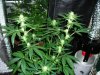 3.25 flower tent 021.jpg