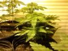 2012-03-31 13.07.37.jpg