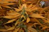 grow pictures 018.jpg