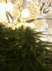 dinafem d bud porn.jpg