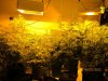earlyflowering 606.jpg