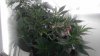 IMAG0244.jpg