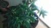 IMAG0246.jpg