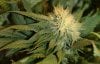 Blue Widow 5.jpg