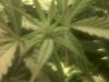 grow 048.jpg