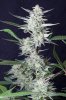 cannabis-timewreck1-d56-0051.jpg