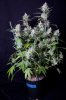 cannabis-timewreck2-d56-0056.jpg