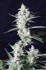 cannabis-timewreck2-d56-0058.jpg